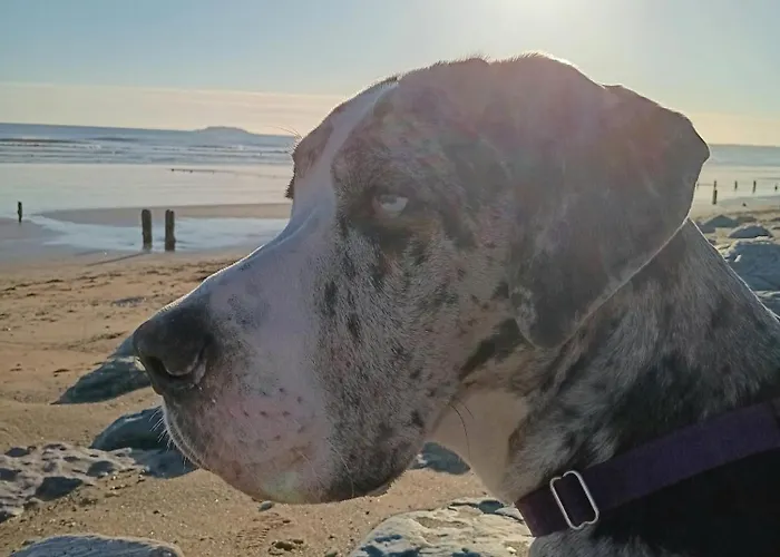 Bed & Breakfast Aisling Youghal