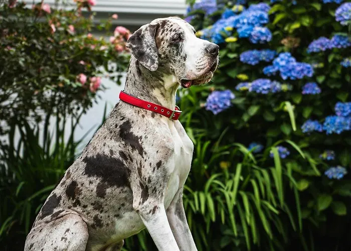 Bed & Breakfast Aisling *