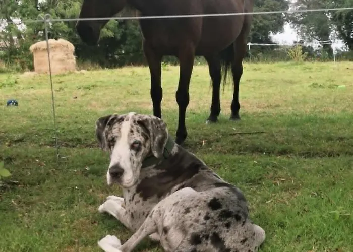 Bed & Breakfast Aisling *